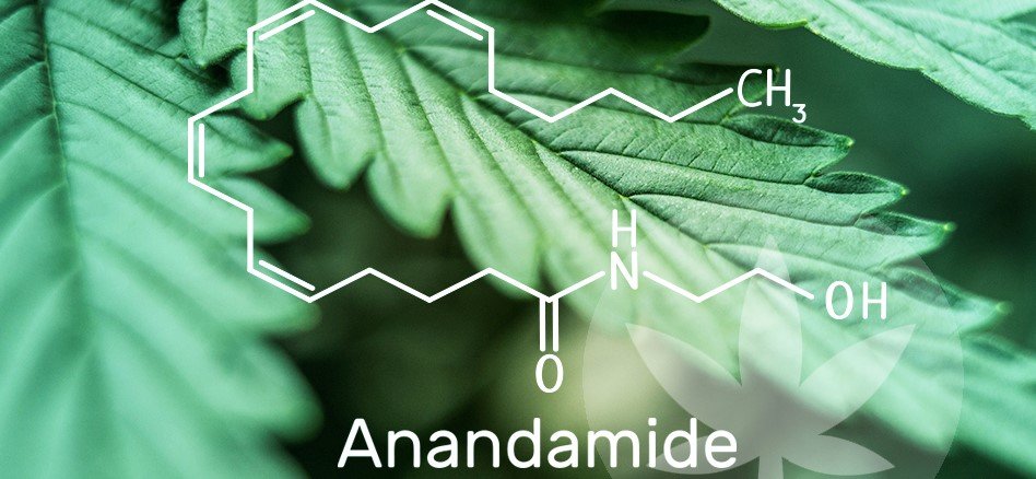 Hvad er anandamid?